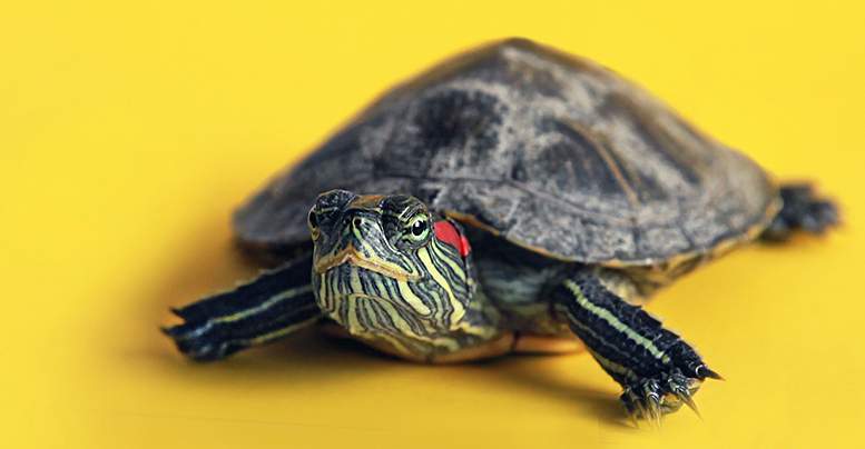 Как сделать террариум для черепахи самому: инструкции по обустройству