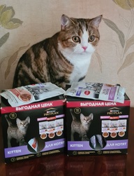 Пользовательская фотография №1 к отзыву на Влажный корм Pro Plan Nutri Savour для котят, с индейкой в соусе